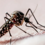 Combate à Dengue em Torres