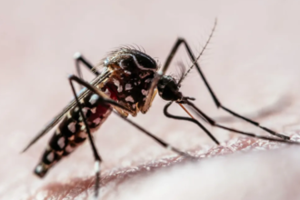 Combate à Dengue em Torres