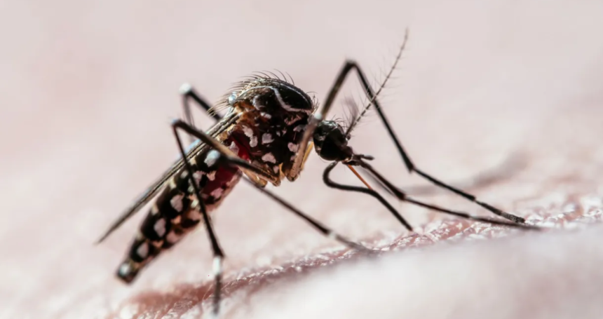 Combate à Dengue em Torres