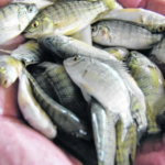 Crescimento de Tilápias na Lagoa do Violão