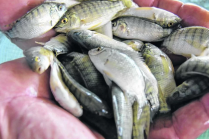 Crescimento de Tilápias na Lagoa do Violão