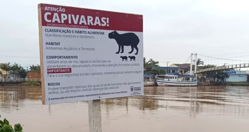 Placas de alerta sobre Capivaras