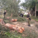 supressão de Casuarinas em Torres