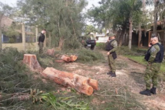 supressão de Casuarinas em Torres