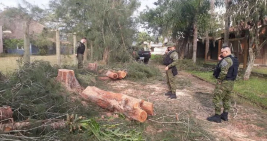 supressão de Casuarinas em Torres